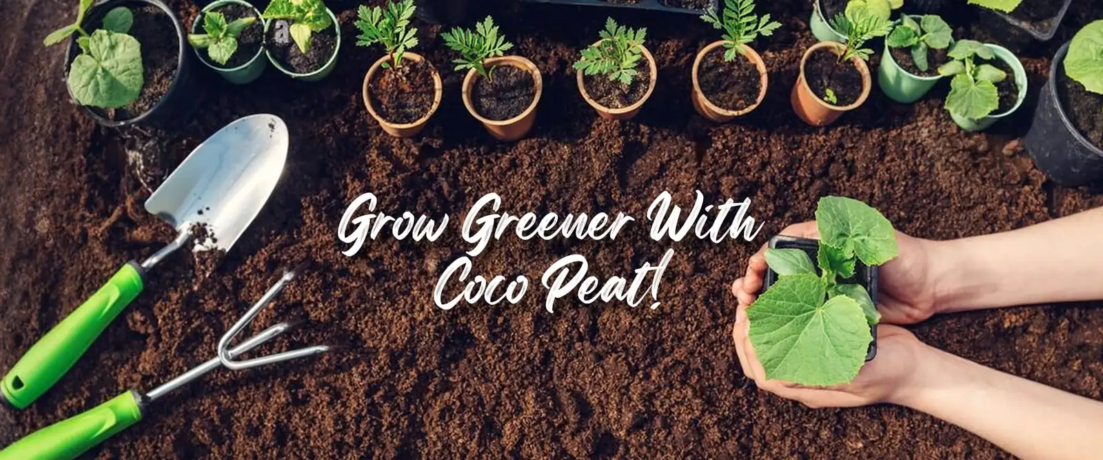 ban-1